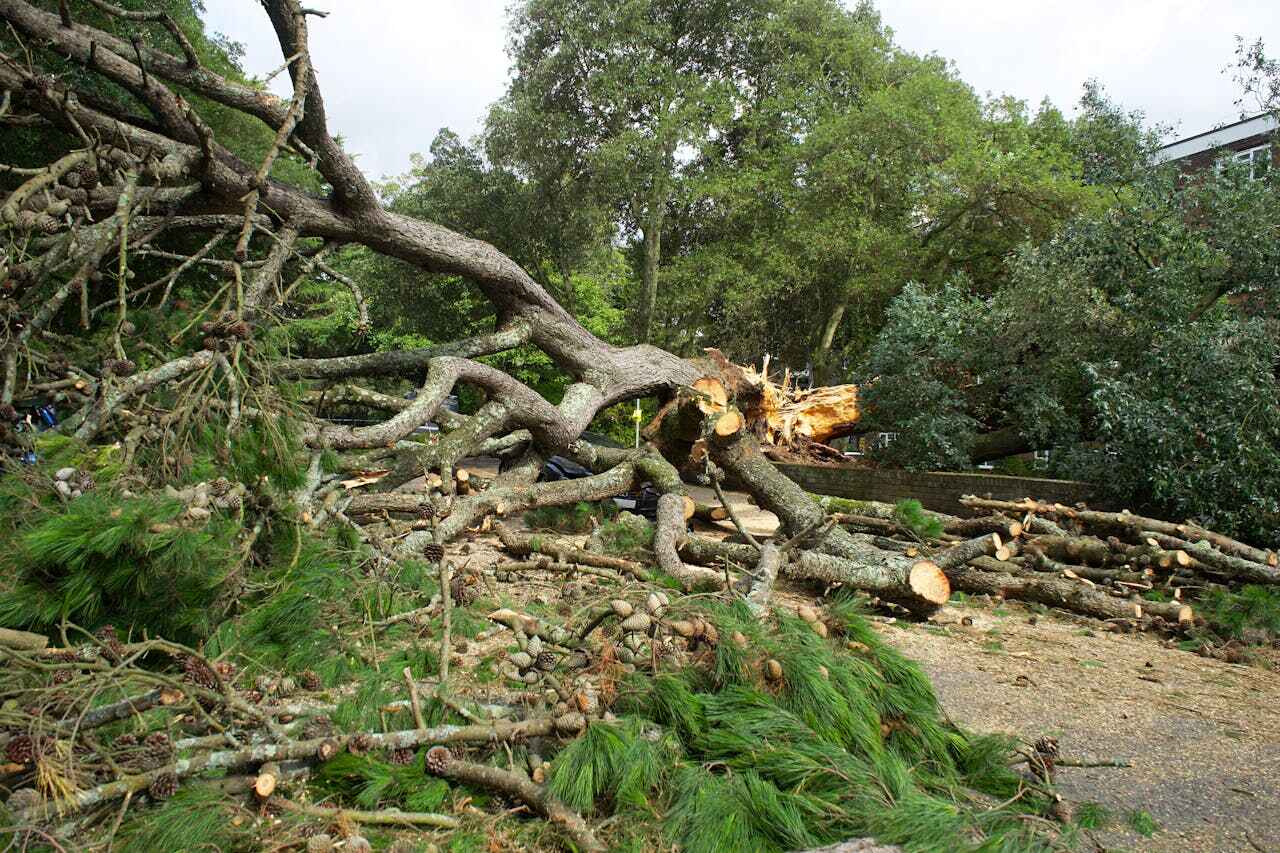 Best Tree Cutting Near Me  in New Holstein, WI